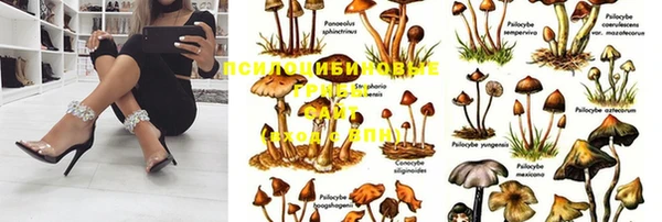 стафф Новодвинск