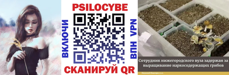 где купить наркотик shop телеграм Галлюциногенные грибы Psilocybe Новосибирск